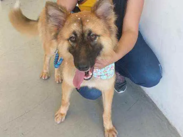 Cachorro ra a Pastor alemão idade 2 anos nome Gamora
