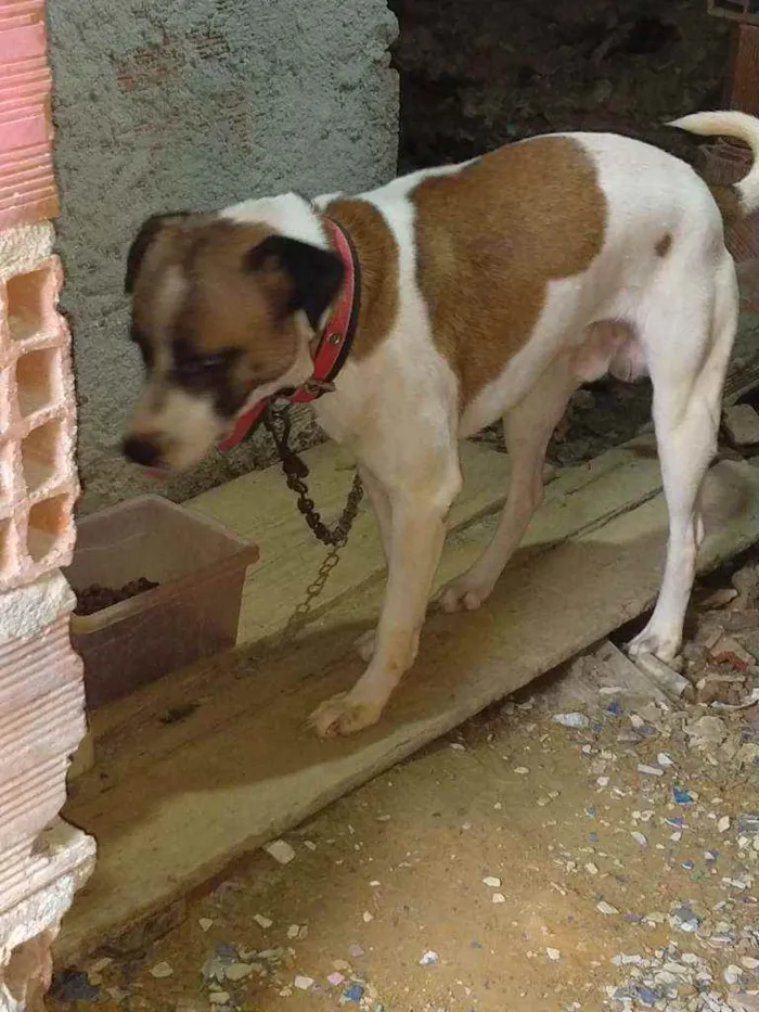 Cachorro ra a Vira lata de porte grande idade 2 anos nome Coloquei de LUKI