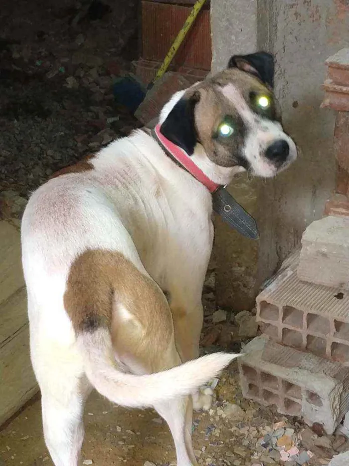 Cachorro ra a Vira lata de porte grande idade 2 anos nome Coloquei de LUKI