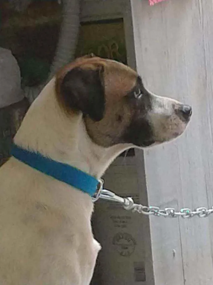 Cachorro ra a Vira lata de porte grande idade 2 anos nome Coloquei de LUKI