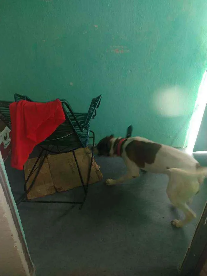 Cachorro ra a Vira lata de porte grande idade 2 anos nome Coloquei de LUKI