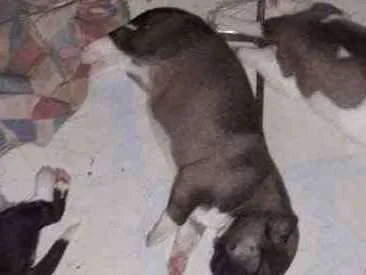 Cachorro ra a Vira-lata com akita americano  idade Abaixo de 2 meses nome Ainda nao tem nome