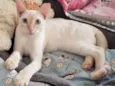 MARSHMALLOW