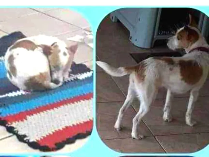 Cachorro ra a Vira-lata idade 4 anos nome Judite