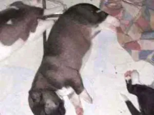 Cachorro raça Vira-lata com akita americano  idade Abaixo de 2 meses nome Ainda nao tem nome