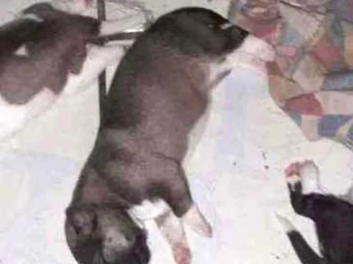 Cachorro ra a Vira-lata com akita americano  idade Abaixo de 2 meses nome Ainda nao tem nome