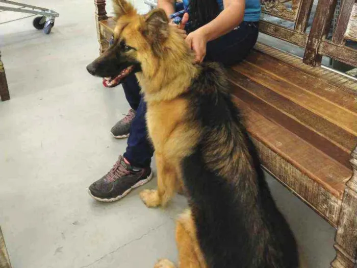 Cachorro ra a Pastor alemão idade 2 anos nome Gamora