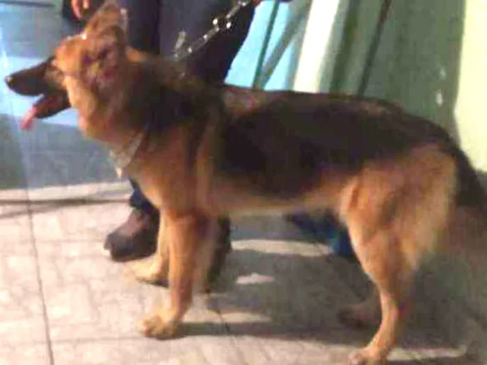 Cachorro ra a Pastor alemão idade 2 anos nome Gamora