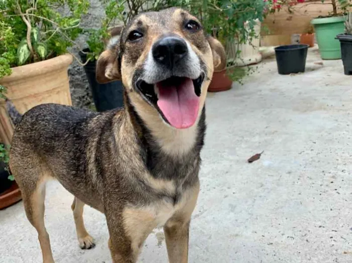 Cachorro raça SRD-ViraLata idade 1 ano nome Monica