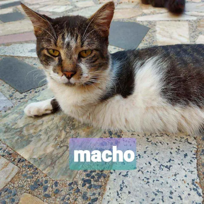 Gato ra a SRD idade 1 ano nome Tigre