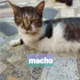 Tigre