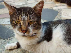 Gato raça SRD idade 1 ano nome Tigre