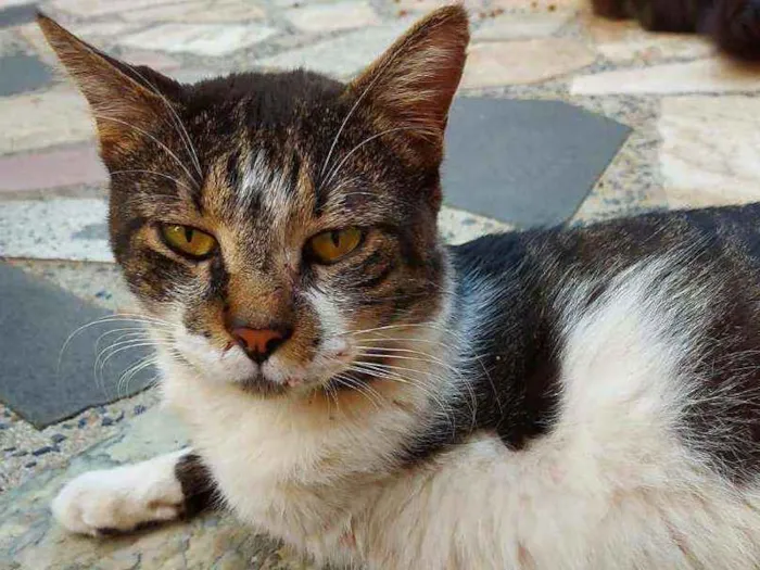 Gato ra a SRD idade 1 ano nome Tigre