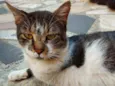 Tigre