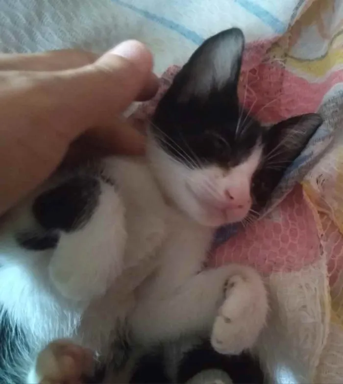 Gato raça Não identificado idade 2 a 6 meses nome Coral 