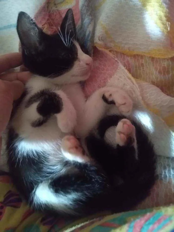 Gato raça Não identificado idade 2 a 6 meses nome Coral 