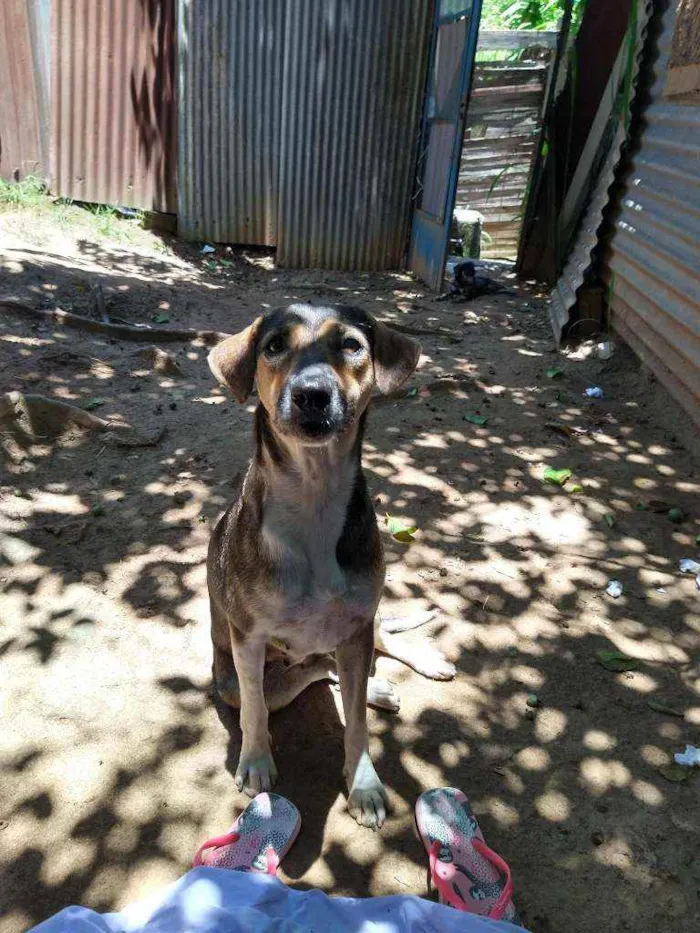 Cachorro ra a Vira lata idade 7 a 11 meses nome Estrela