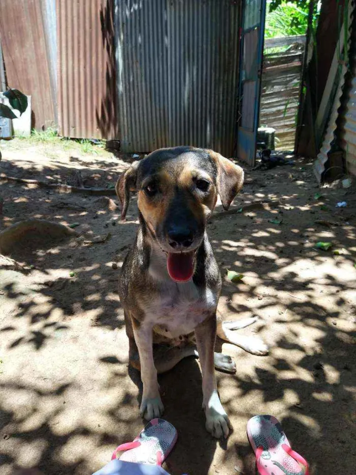 Cachorro ra a Vira lata idade 7 a 11 meses nome Estrela