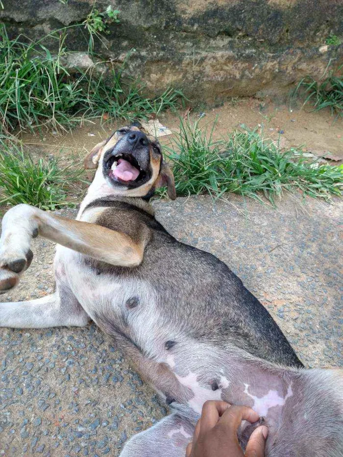 Cachorro ra a Vira lata idade 7 a 11 meses nome Estrela