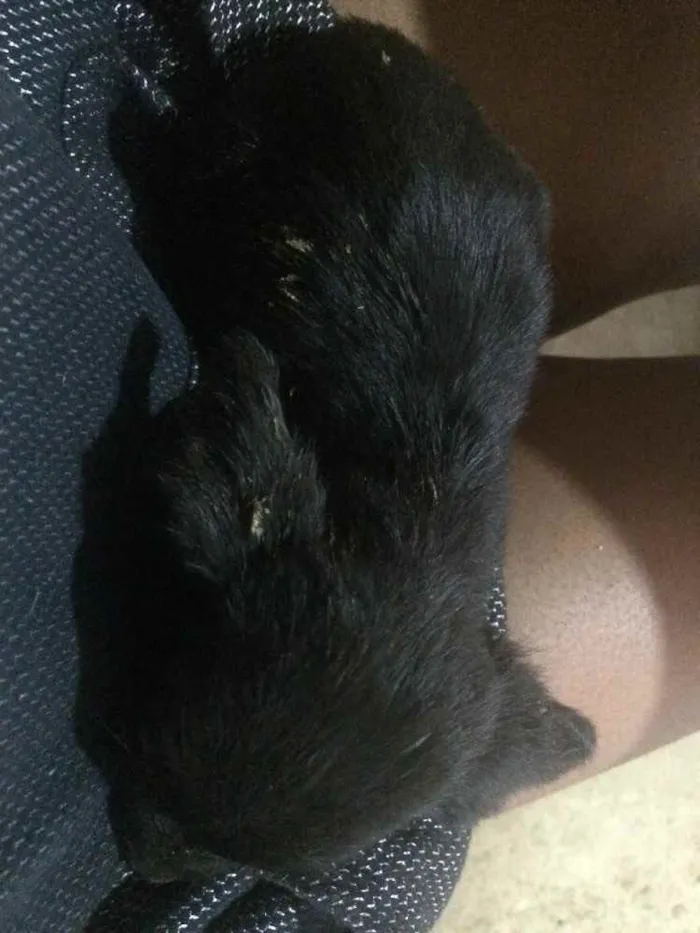 Cachorro ra a Vira-lata  idade 2 a 6 meses nome Bob e Bolinha