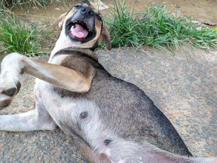 Cachorro ra a Vira lata idade 7 a 11 meses nome Estrela