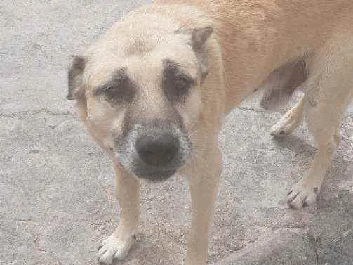 Cachorro ra a Vira-lata idade 4 anos nome Orelha