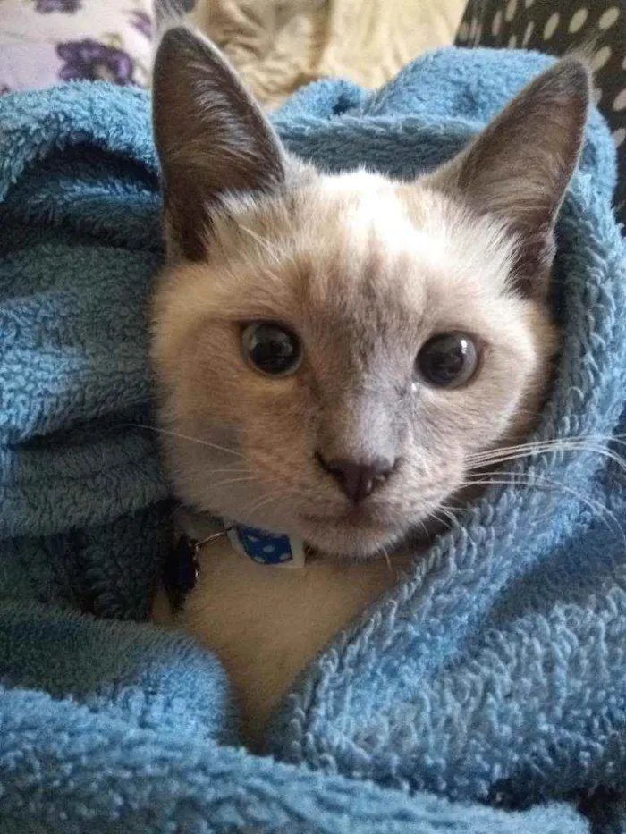 Gato raça Sialata idade 7 a 11 meses nome Luna