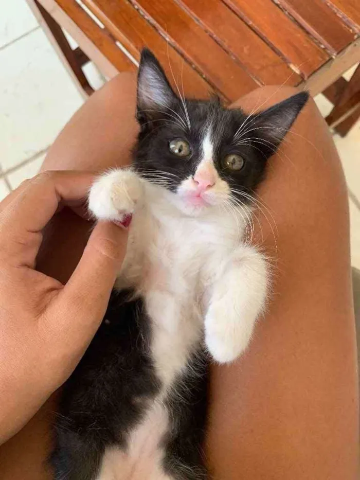 Gato ra a  idade Abaixo de 2 meses nome Panda