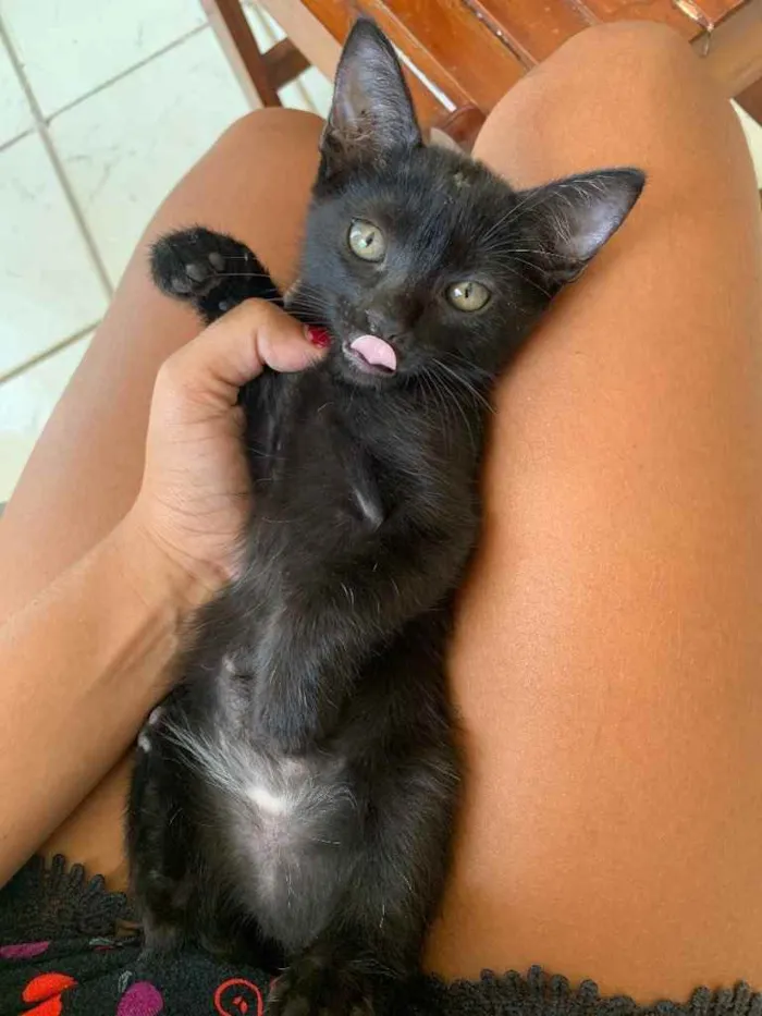 Gato raça  idade Abaixo de 2 meses nome Amora 