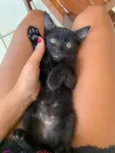 Amora 