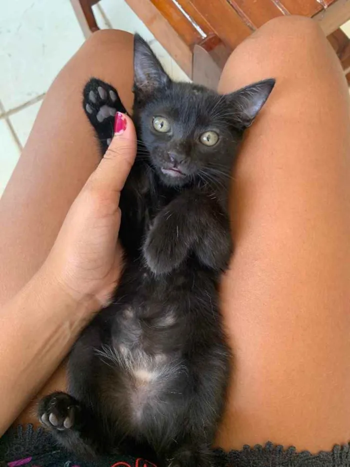 Gato raça  idade Abaixo de 2 meses nome Amora 