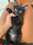 Amora 