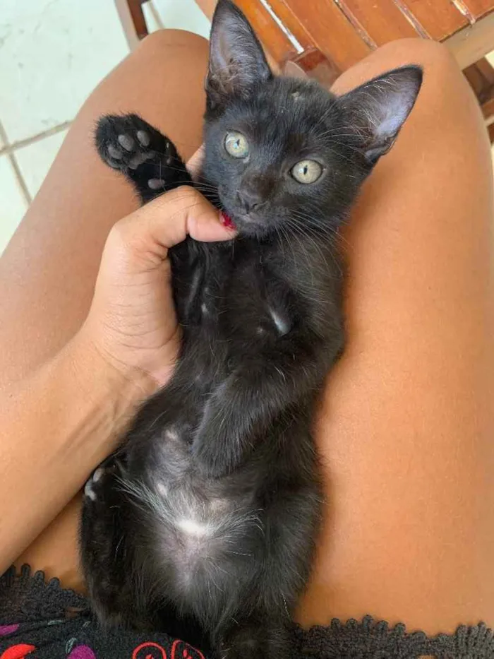 Gato raça  idade Abaixo de 2 meses nome Amora 