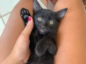 Gato raça  idade Abaixo de 2 meses nome Amora 