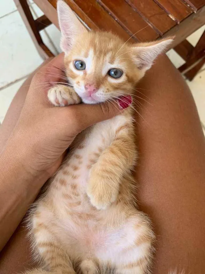 Gato ra a  idade Abaixo de 2 meses nome Fred 