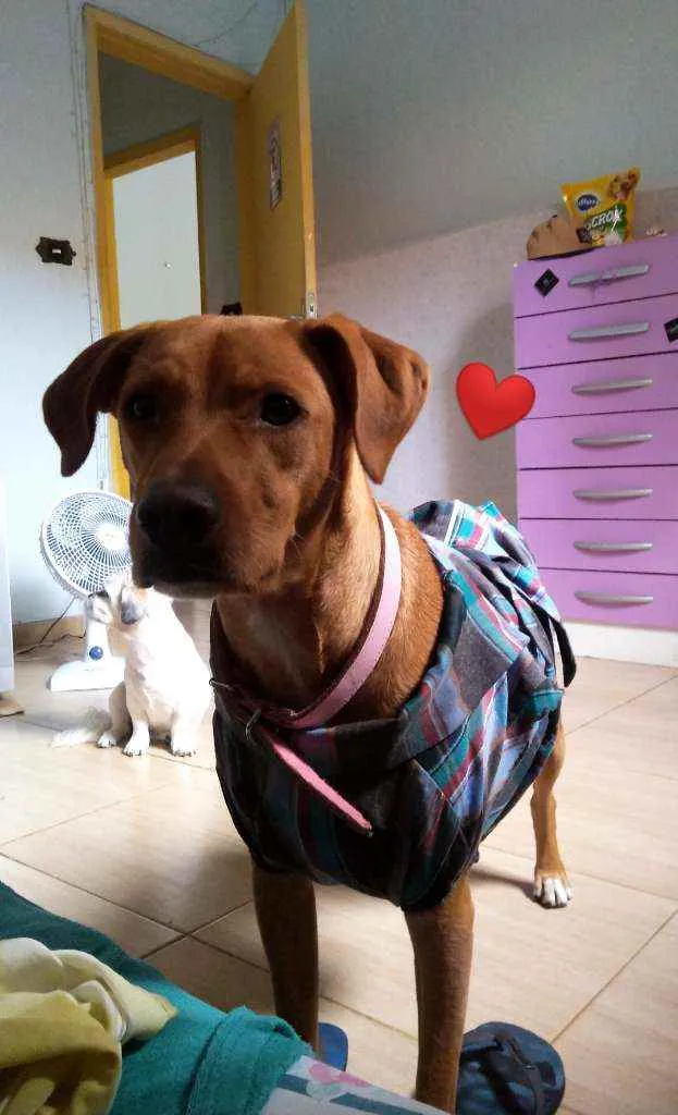 Cachorro ra a Vira lata idade 4 anos nome Luigi
