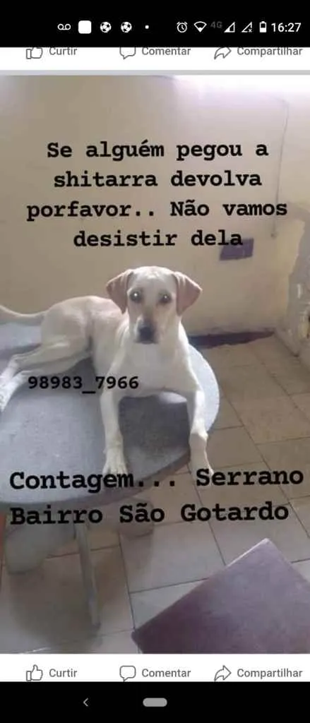 Cachorro ra a Srd idade 4 anos nome Shitara