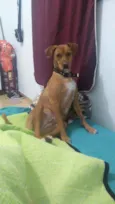 Luigi