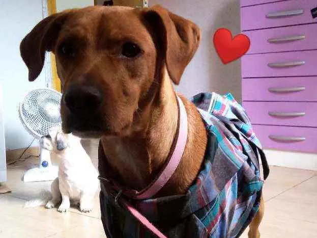 Cachorro ra a Vira lata idade 4 anos nome Luigi