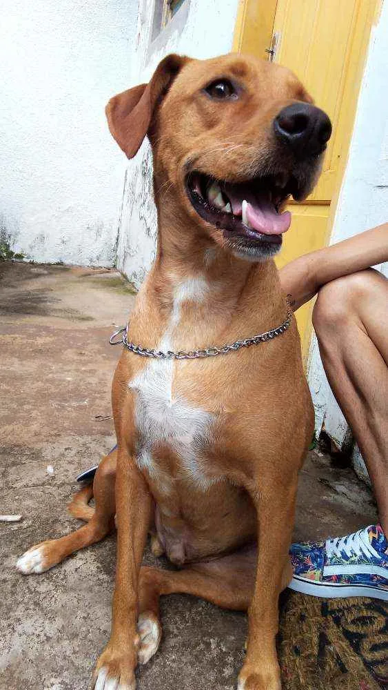 Cachorro ra a Vira lata idade 4 anos nome Luigi