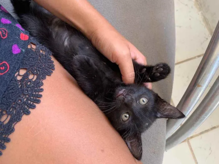 Gato raça  idade Abaixo de 2 meses nome Pandora 