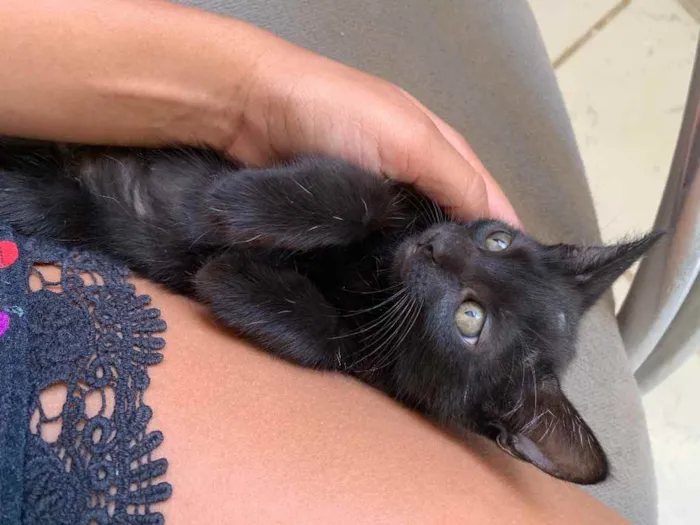 Gato raça  idade Abaixo de 2 meses nome Pandora 