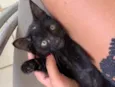 Pandora 