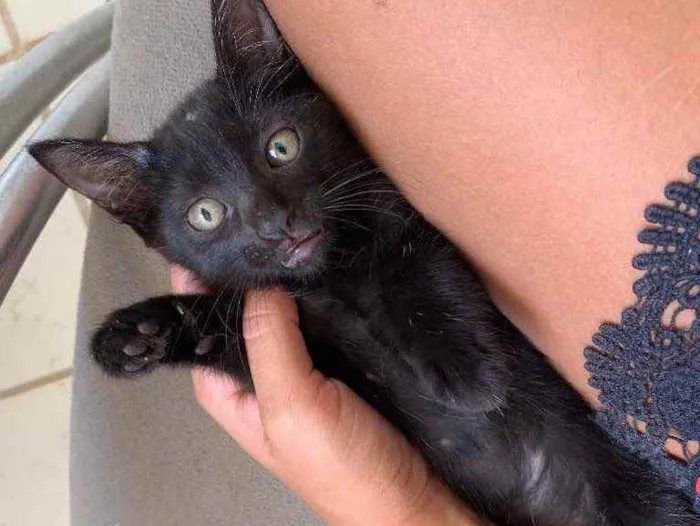 Gato raça  idade Abaixo de 2 meses nome Pandora 