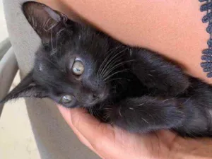 Gato raça  idade Abaixo de 2 meses nome Pandora 