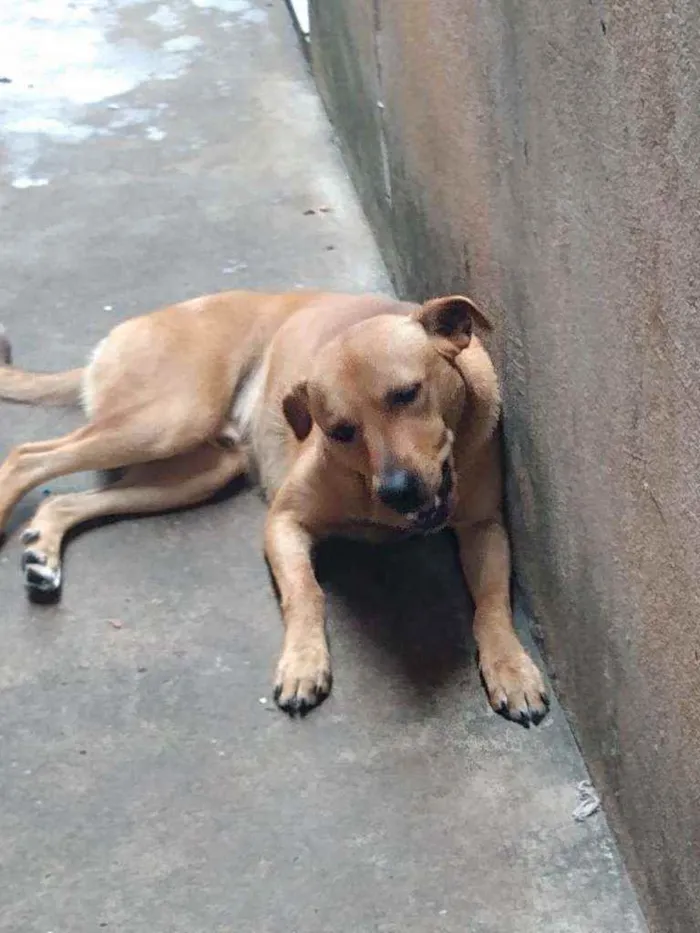 Cachorro raça Labarador mestiço idade 1 ano nome Thor