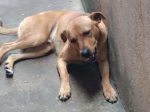Cachorro raça Labarador mestiço idade 1 ano nome Thor