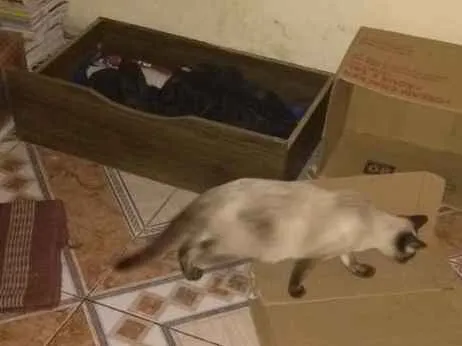 Gato ra a parece Siamesa idade 3 anos nome Branquinha