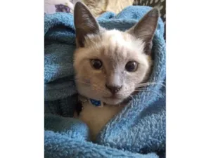Gato raça Sialata idade 7 a 11 meses nome Luna