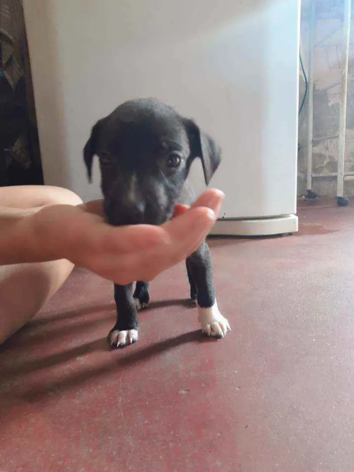 Cachorro ra a Vira lata idade Abaixo de 2 meses nome Filhotes